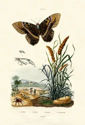 Ringlet, 1833-39
